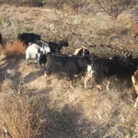 بره بزغاله بز گوسفند میش|حیوانات مزرعه|کاشان, راوند|دیوار