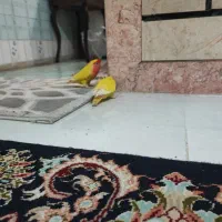 کوتوله زیبا و بانمک|پرنده|مشهد, احمدآباد|دیوار