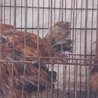۲ مرغ با هم ۶۰۰