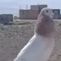 سار جفتی