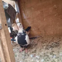 طوقی|پرنده|تهران, سلسبیل شمالی|دیوار