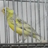 قناری قرص|پرنده|تهران, علم و صنعت|دیوار