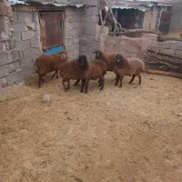 گوسفند  میش ش ا ل بره ماده شال