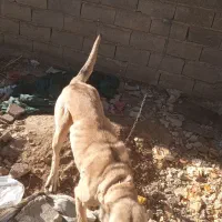 سگ سرابی|سگ|میاندوآب, |دیوار