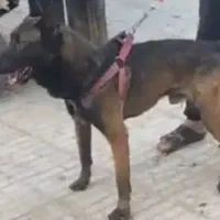 نگهداری از سگ