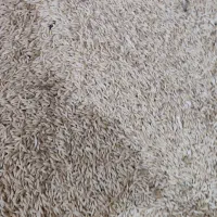 جو دیم پاییز