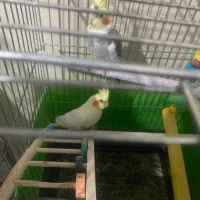 عروس هلندی|پرنده|هشتگرد, شهرک بوستان|دیوار