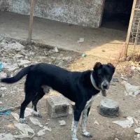 سگ گله نگهبان|سگ|رشت, حومه رشت|دیوار