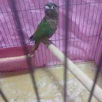 گرینچیک|پرنده|پاکدشت, شهرک امام رضا|دیوار