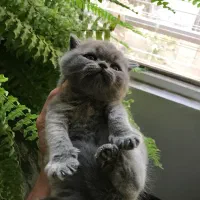 گربه بریتیش و اسکاتیش|گربه|کرج, شهرک بنفشه|دیوار