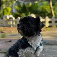 واگذاری سگ شیتزو ماده