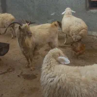 بز نر سانن|حیوانات مزرعه|شیروان (خراسان), |دیوار