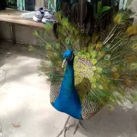 طاووس نر