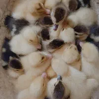 بچه اردک