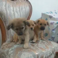 سه تا توله پا کوتاه نژاد شیپر ۷۴ روزه|سگ|رباطکریم, نصیرشهر|دیوار