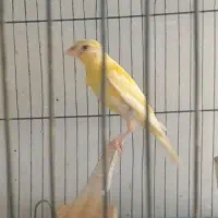 قناری بخون و جوجه|پرنده|تهران, ارجمندی راد|دیوار