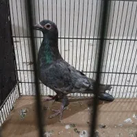 کوهی نامور|پرنده|اسدآباد, |دیوار