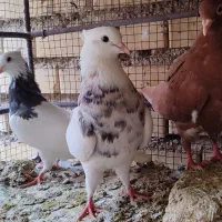 پرنده|پرنده|شوشتر, |دیوار