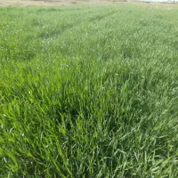 تیج گندم|گل و گیاه طبیعی|گناباد, |دیوار