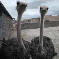 گوشت شترمرغ(کالا برگ)