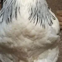 جوجه برهما اصیل