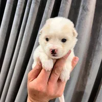 سگ...توله نر عروسکی سایز صفر