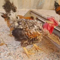 بوقلمون کرک وخروسهای محلی  اندیمشک هستم|حیوانات مزرعه|اندیمشک, |دیوار