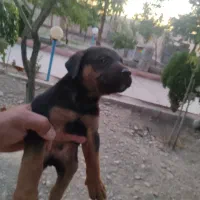 توله ژرمن ورک