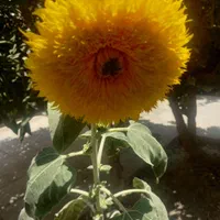 استخدام مستخدم زن اغلب بازنشسته