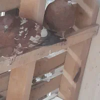 کبوتر کله ای