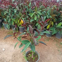 گل آپارتمانی قیمت 50|گل و گیاه طبیعی|محلات, |دیوار