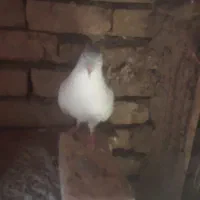 شیر لایه