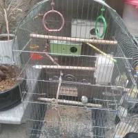 عروس هلندی دستی و رام|پرنده|شاهین دژ, |دیوار