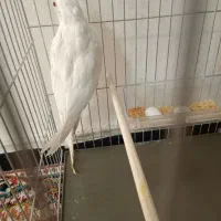 عروس هلندی ماده البینو|پرنده|اسلامشهر, مسکن مهر اسلاشهر (شهرک امام خمینی)|دیوار