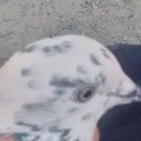 کفتر پرشی 200هزار