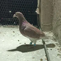 دورگ صید پرشی|پرنده|بجنورد, |دیوار