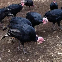 11 عدد بوقلمون محلی