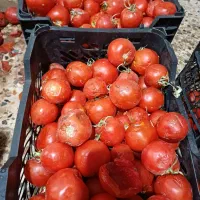 گوجه پیاز