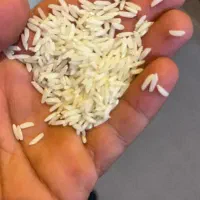 برنج طارم هاشمی دونوج