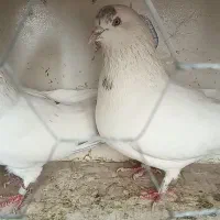 همراه تخم هاشون که چندروزه درمیاد|پرنده|وحیدیه, |دیوار