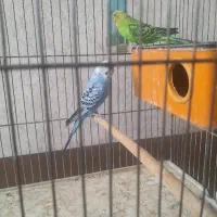 دوتا مرغ عشق باهوش آواز خون