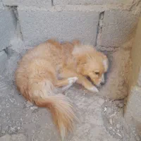 یک سگ فروشی دارم  نر