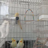 عروس هلندی لوتینو نر وماده با یک جوجه
