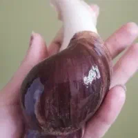 قبول واگذاری حلزون رایگان