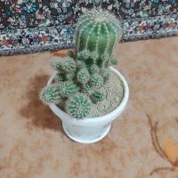 گل های خانگی|گل و گیاه طبیعی|بانه, |دیوار