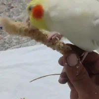 عروس هلندی لوتینو سخنگو رام ودستی|پرنده|الشتر, |دیوار