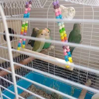 طوطی برزیلی