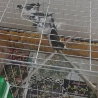 دو جفت فنچ بنگالی