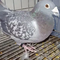 نروماده جان اردن با جوجه