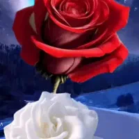 دنبال کار نگهبانی و حراست باغات و محصولات کشاورزی